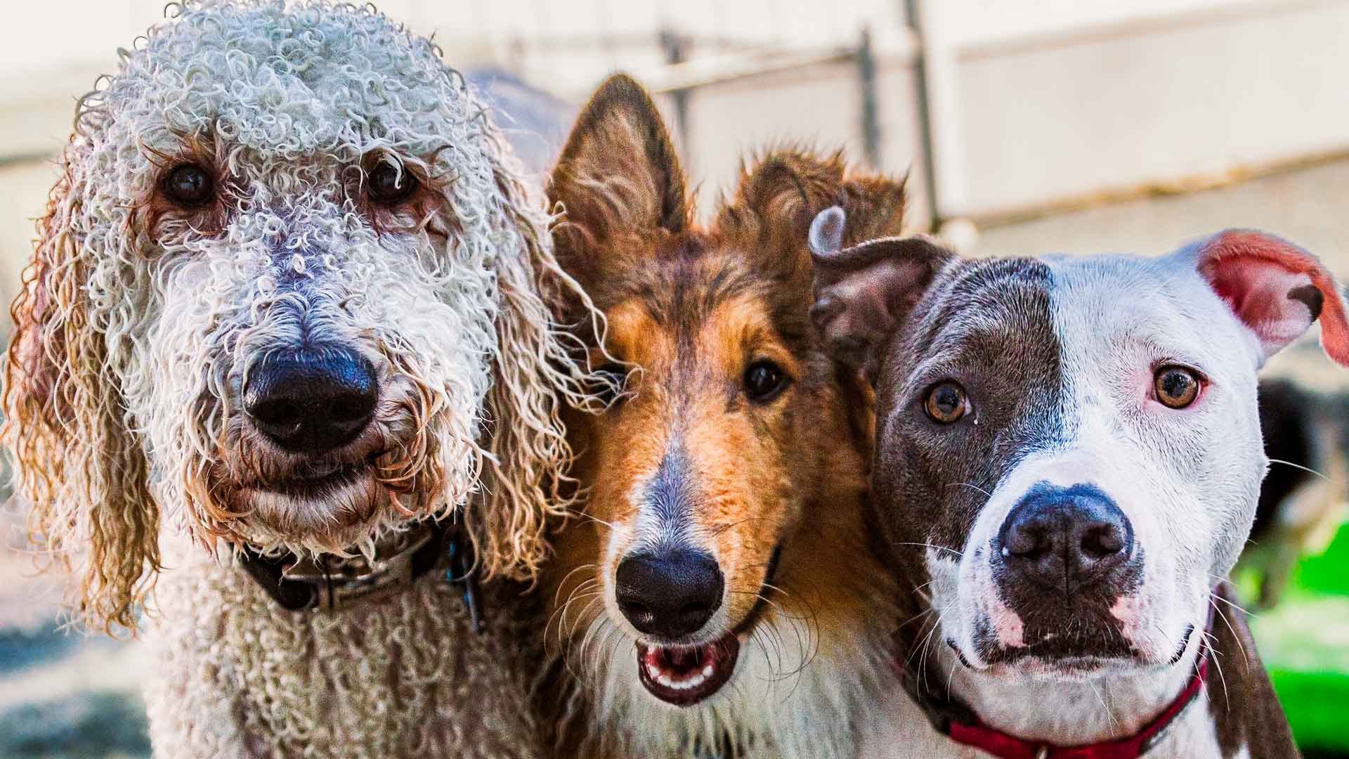 Picture of 3 Dogs Playing at a Boarding Facility in Wilmington NC