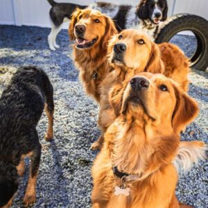 Picture of 3 Golden Retriever dogs playing at a dog boarding facility