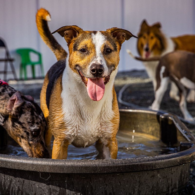 Picture of Dog Baths at Barkington Acres in Wilmington NC