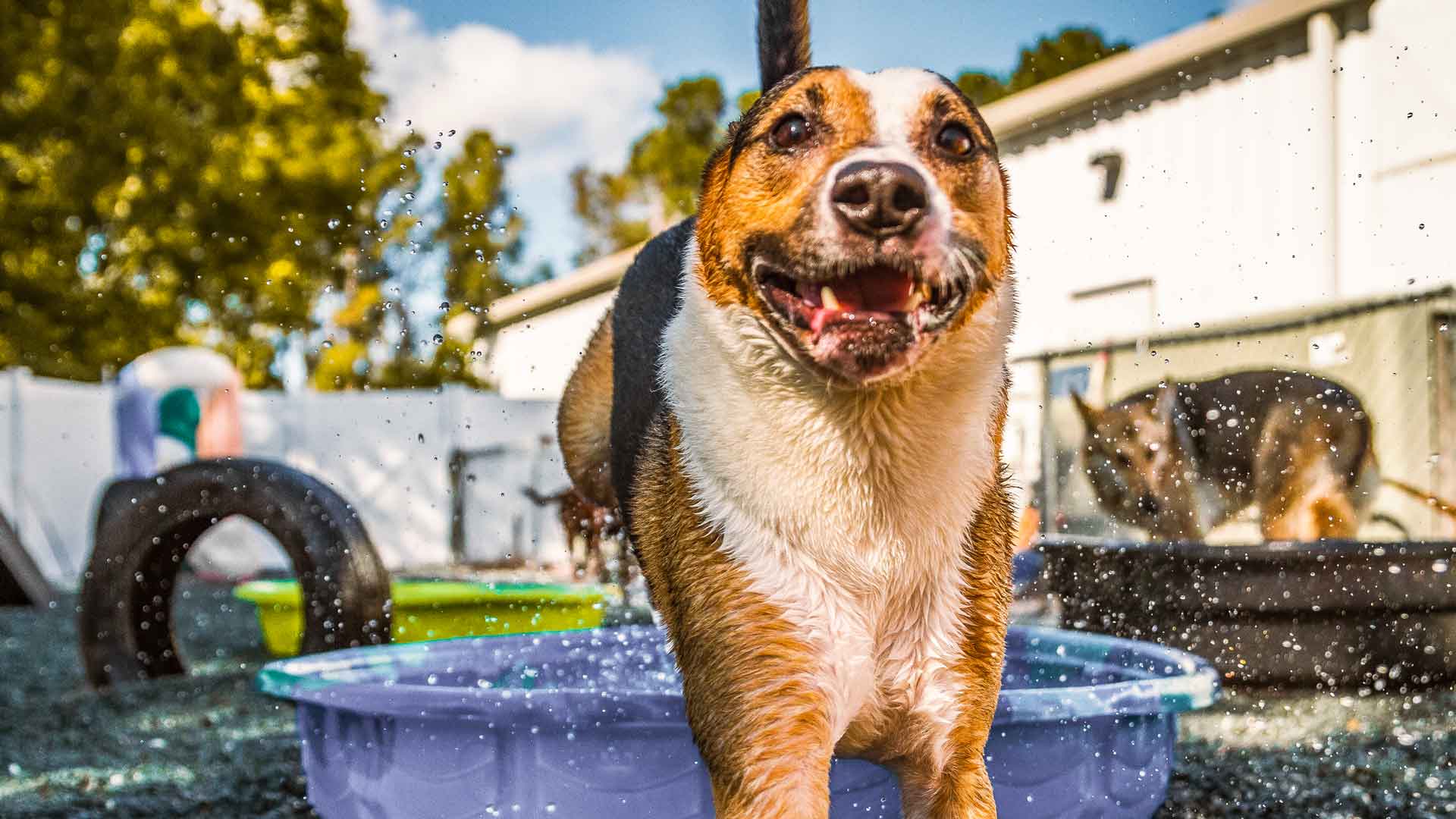 Pic of Dog Playing in Pool at Boarding Facility in North Carolina