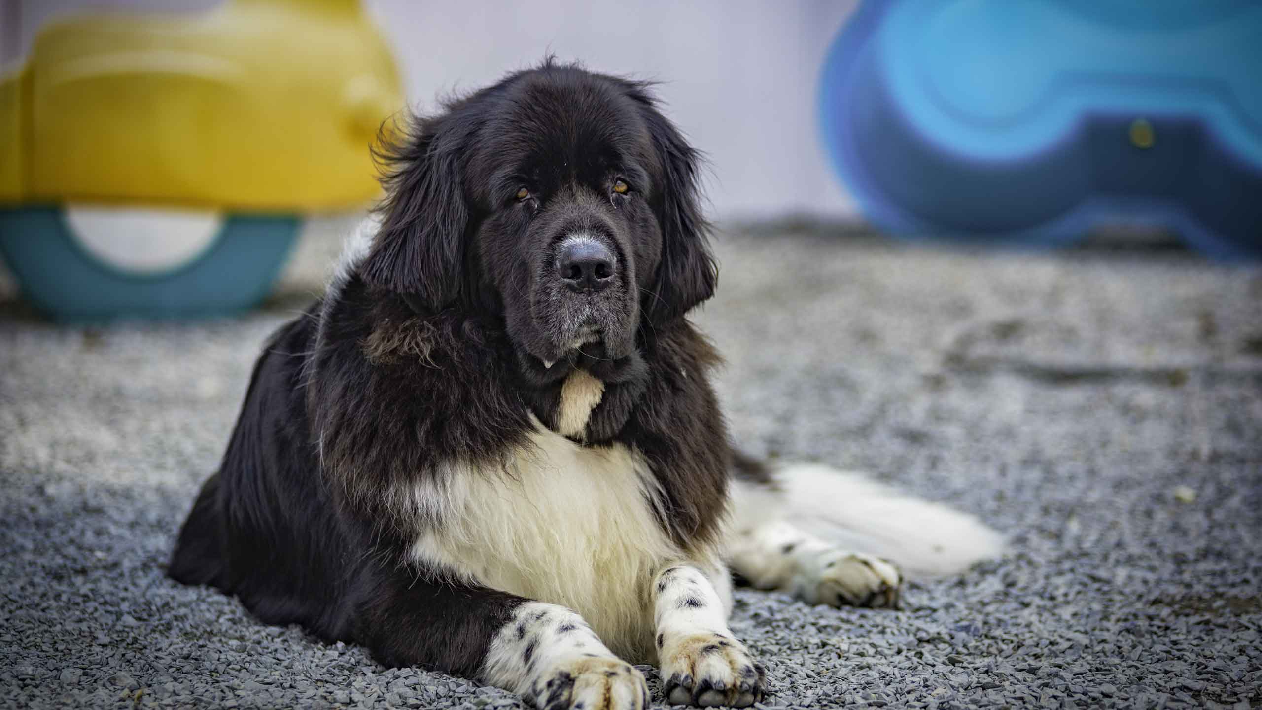 Picture of Dog Resting at Barkington Acres Dog Kennel