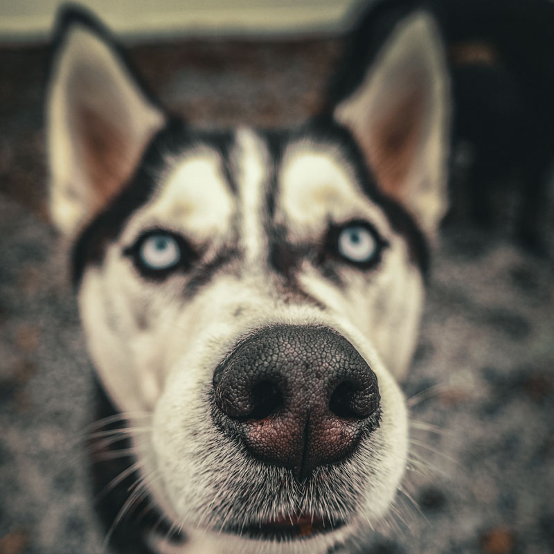 Pic of Husky Dog Boarded in Wilmington NC