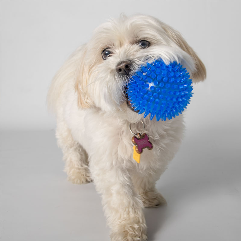 Pic of Playtime at Barkington Acres