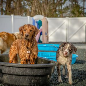 Picture of Pool Time at Barkington Acres Dog Boarding Facility where your dog can get a real bath