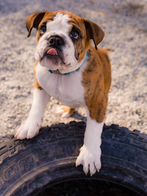 Picture of a puppy playing on a tire at Barkington Acres Dog Boarding Facility